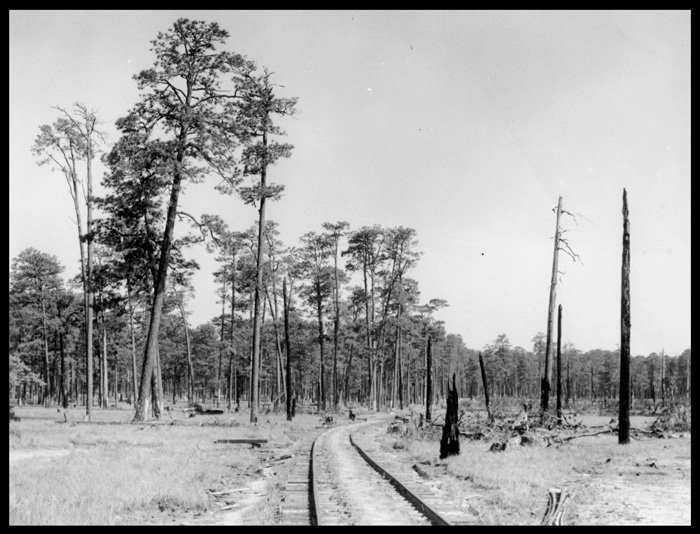 Bentley Lumber Co. tram right-of-way near Zimmerman, Louisiana, 1940.